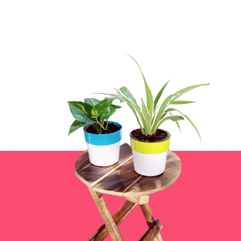 Air Purifier Plant Combo Pack - Green Money Plant & Spider Plant In Dual Color Pot